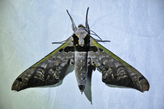 Adhemarius tigrina