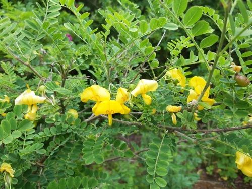Bladder-senna