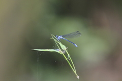 Bayadera brevicauda