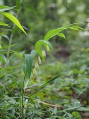 Polygonatum falcatum