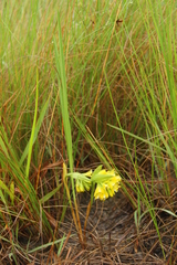 Eulophia leontoglossa