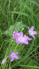 Campanula stevenii