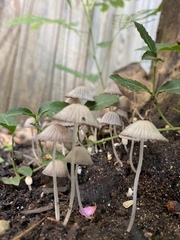 Coprinellus