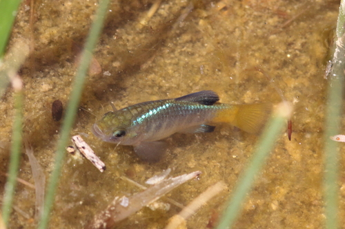 Desert Pupfish