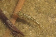Cyprinodon macularius