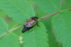 Dendroxena quadrimaculata
