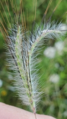 Dichanthium