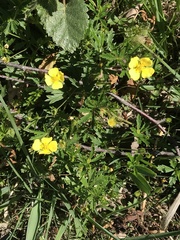 Potentilla erecta