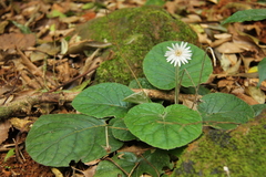Gerbera sylvicola