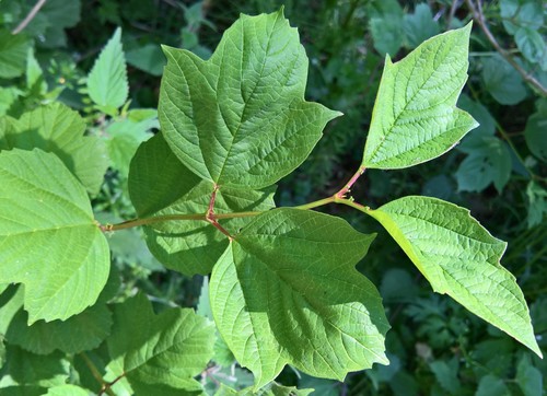 Paprastasis putinas nuotrauka