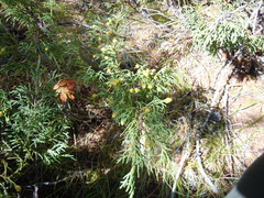 Juniperus pseudosabina