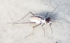 Habroscelimorpha dorsalis saulcyi