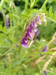 Vicia villosa villosa