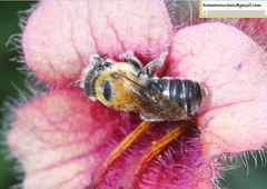 Hoplitis beijingensis