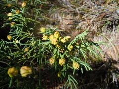 Juniperus pseudosabina