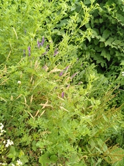 Vicia villosa villosa