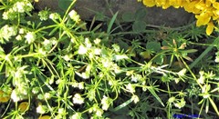 Galium estebanii
