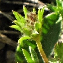 Anthyllis vulneraria