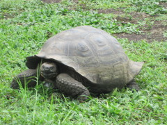 Chelonoidis niger porteri