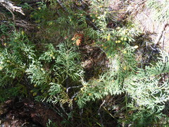 Juniperus pseudosabina