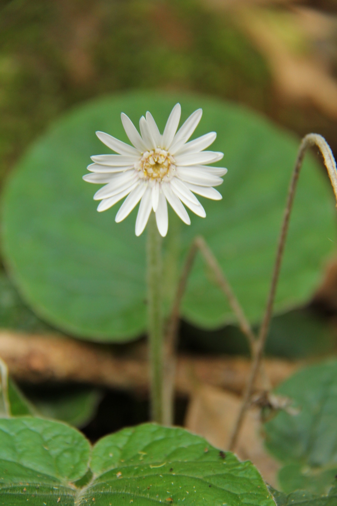 Wood Gerbera