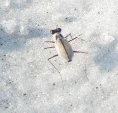 Habroscelimorpha dorsalis saulcyi