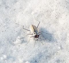 Habroscelimorpha dorsalis saulcyi