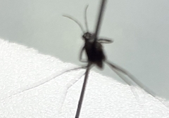 Trepobates subnitidus