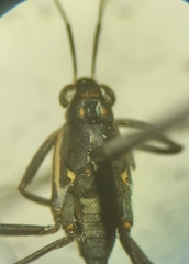 Trepobates subnitidus