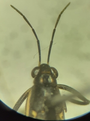 Trepobates subnitidus