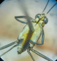 Trepobates subnitidus