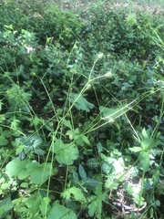 Geum vernum