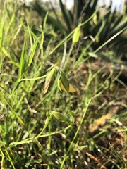 Crotalaria purshii