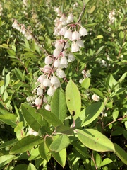 Zenobia pulverulenta