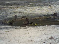 Spinus psaltria