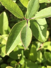 Zenobia pulverulenta