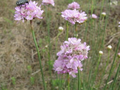 Armeria maritima sibirica