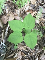 Dioscorea quaternata