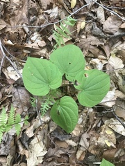 Dioscorea quaternata