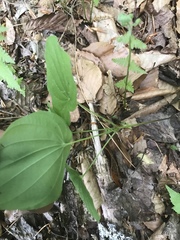 Dioscorea quaternata