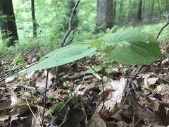 Dioscorea quaternata