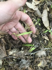 Claytonia