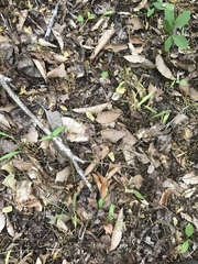 Claytonia