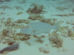 Lethrinus miniatus