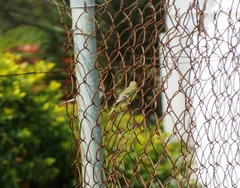 Spinus psaltria