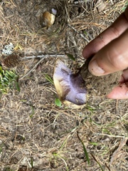 Cortinarius subolivascens