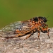 Say's Cicada - Photo (c) Denis Doucet, some rights reserved (CC BY-NC), uploaded by Denis Doucet