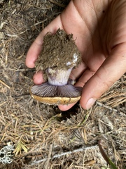 Cortinarius subolivascens