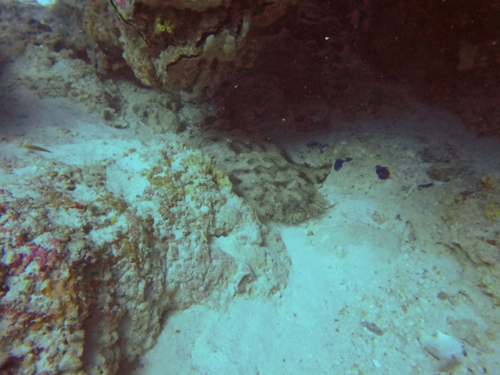 Eucrossorhinus dasypogon