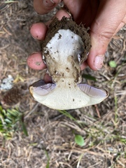 Cortinarius subolivascens